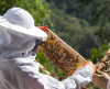 Regione Liguria -  sostegno all'apicoltura ligure